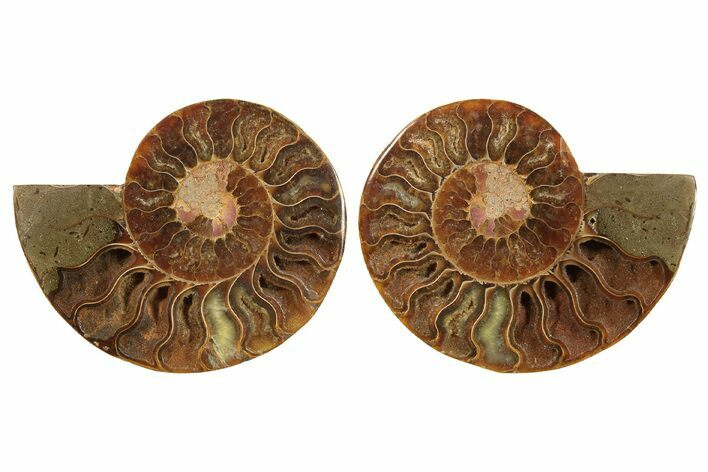 Cut & Polished, Crystal-Filled Ammonite Fossil - Madagascar #296480